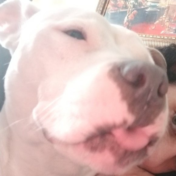 Meet your Posher, Francesca & Dani🐶 - Picture 5 of 9